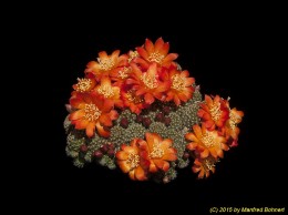 Rebutia fabrisii J228 1801